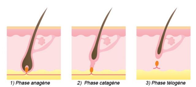 Combien de séances pour l'épilation définitive ? Paris Sud